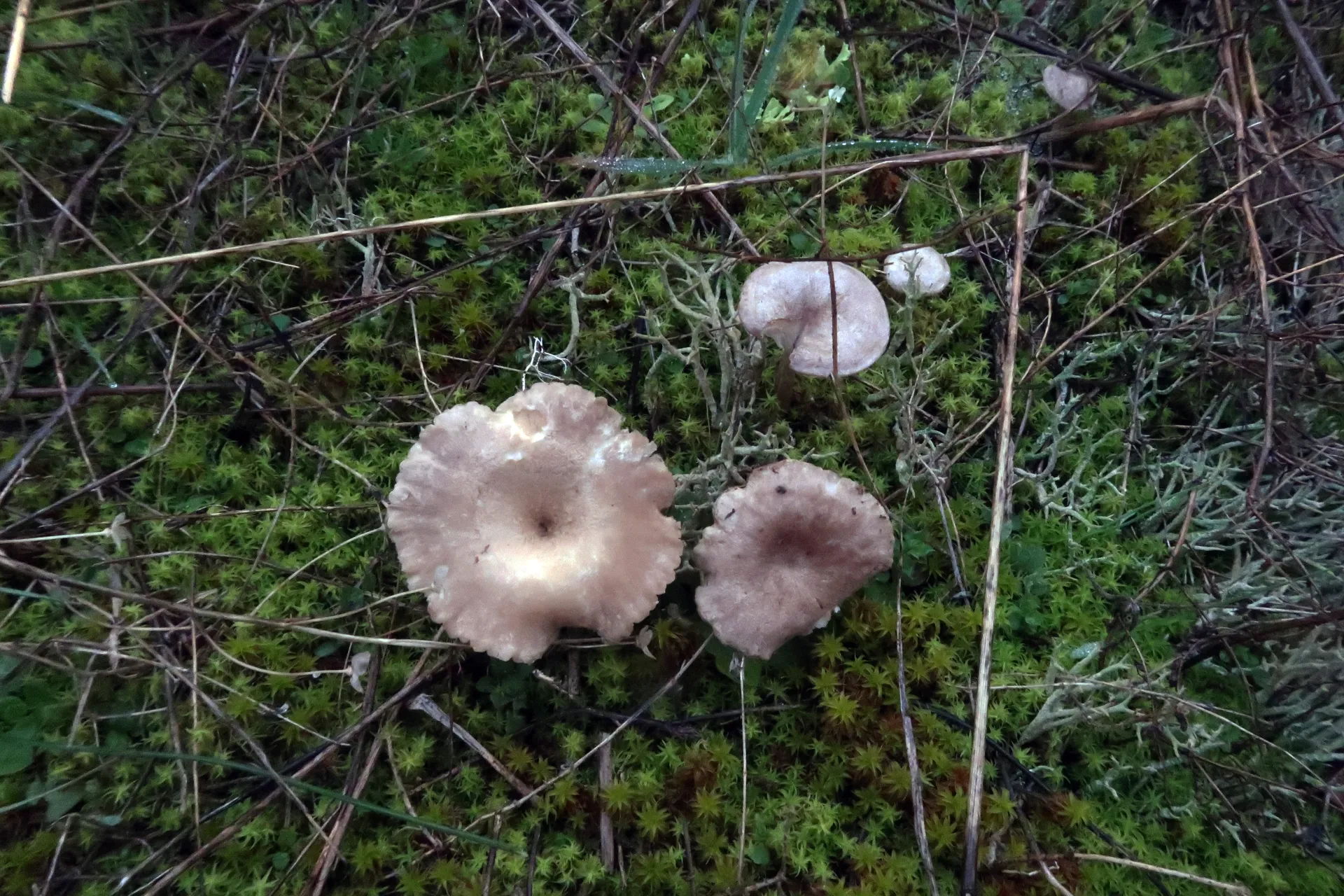 Spodocybe collina - 1 - 1809